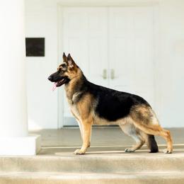 German Shepherd All Grown Up from John Moyle
