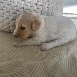 Nala - Parti female Goldendoodle puppy in Fairhope, Alabama from Farihope Family