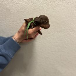 Green boy - Chocolate and tan Dachshund puppy in Frederick, Colorado from Get low Mini Dachshunds