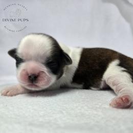 Girl 2 - Tricolor female Shih Tzu puppy in League City, Texas from Divine Pups