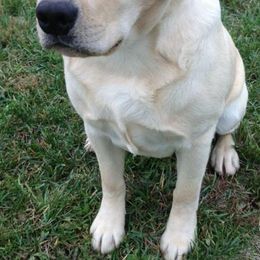 Labrador Retrievers from Cabin Creek