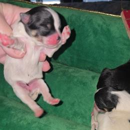 India - Black and tan parti female Pomeranian puppy in Angleton, Texas from Pomeranian Palace, LLC