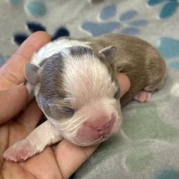Daisy Jane - Lilac female Boston Terrier puppy in Corning, California from SB Bostons / Raksha Malinois