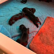 Girl 1 - Black Flat-Coated Retriever puppy in Rogers, Minnesota from Blixthalka Flat-Coated Retrievers
