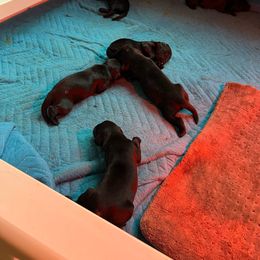 Girl 1 - Black Flat-Coated Retriever puppy in Rogers, Minnesota from Blixthalka Flat-Coated Retrievers