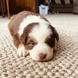 Chubs - Red tri-color male Australian Shepherd puppy in Fort Recovery, Ohio from Mud Path Australian Shepherds