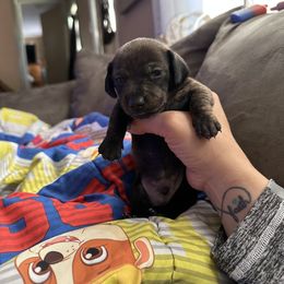 Dachshund Puppies from Autumns Dachshunds