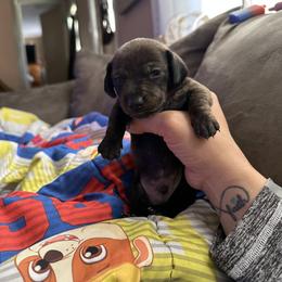 Dachshund Puppies from Autumns Dachshunds