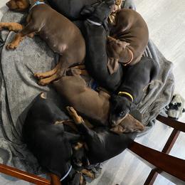 Doberman Pinscher Puppies from Jensen Dobermans