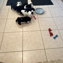 Akita Puppies from Gloe Akita's