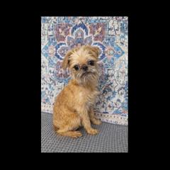 Brussels Griffon Puppies from Brussels Griffons of Kingsley