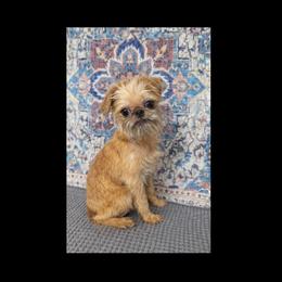 Brussels Griffon Puppies from Brussels Griffons of Kingsley