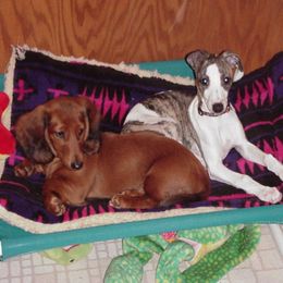 Dachshunds from Riverwind