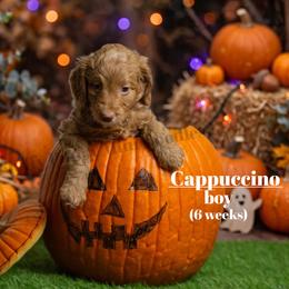 Cappuccino  YELLOW COLLAR  Boy 3500 - Red  male Goldendoodle puppy in Corona, California from Fluffy Puppy Mini Doodles LLC