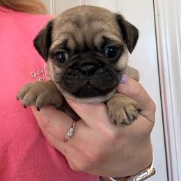 Gandalf - Fawn male Pug puppy in Ludowici, Georgia from Royal Destiny Kennels