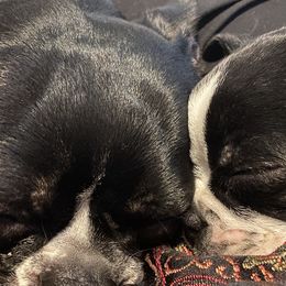 Boston Terriers from Lake Forest Bostons