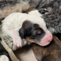 Aussiedoodles, Goldendoodles, and Golden Retrievers from Tails of Cypress
