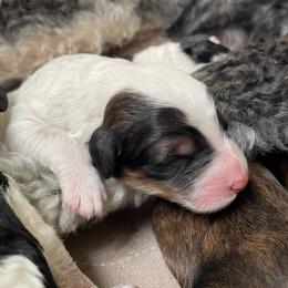 Aussiedoodles, Goldendoodles, and Golden Retrievers from Tails of Cypress