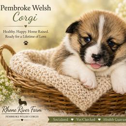 Stanley - Sable male Pembroke Welsh Corgi puppy in Purcellville, Virginia from Rhone River Farm Pembroke Welsh Corgis