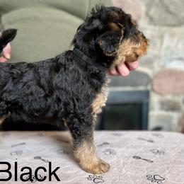 Boy 1 - Black and tan Airedale Terrier puppy in Branch, Michigan from Aim High Airedales & German Shorthaired Pointers
