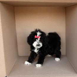 Girl 2 - female Bernedoodle puppy in Peoria, Arizona from Wroth's Pawsibilities