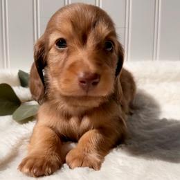 Chocolate Tan  Male2 - Chocolate and tan male Dachshund puppy in Nampa, Idaho from Long_and_Low_Dachshunds