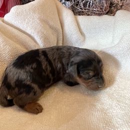 Lainey - Merle female Goldendoodle puppy in Hackleburg, Alabama from The Doodle Patch