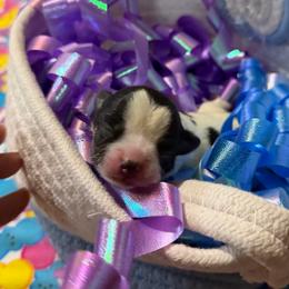 Cole - Black and tan male Chihuahua puppy in Seneca, Missouri from Stephanie’s Puppy Colony