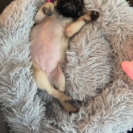 Pug Puppies from The Pugarazzi