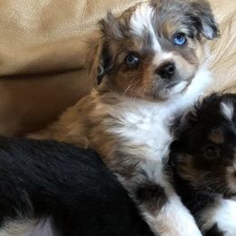 Miniature Australian Shepherds and Rhodesian Ridgebacks from Tall Oaks