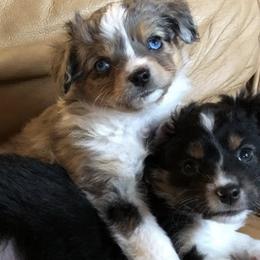Miniature Australian Shepherds and Rhodesian Ridgebacks from Tall Oaks