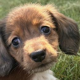 Dachshunds from Dueck Dachshunds
