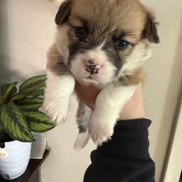 Boy 2 - Red male Pembroke Welsh Corgi puppy in White Sulfur Springs, Montana from Montana Shorties