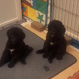 Bernedoodle Puppies from Jersey Girl's Doodles