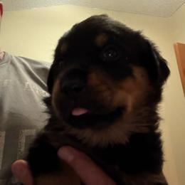 Green girl - Black and mahogany female Rottweiler puppy in Colorado Springs, Colorado from Von Locher Rotties
