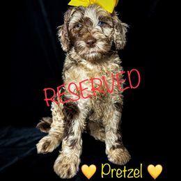 Double Doodle and Goldendoodle Puppies from Patterson Doodles