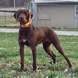 German Wirehaired Pointer and Pudelpointer All Grown Up from Ripsnorter Kennels