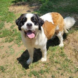 Molly - Saint Bernard