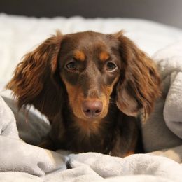 Coco - Dachshund