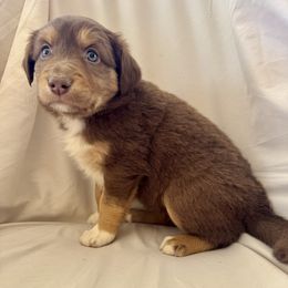 Maple - Red tri-color female Australian Shepherd puppy in Arizona from BRR Aussies