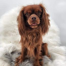 Fudge - Cavalier King Charles Spaniel