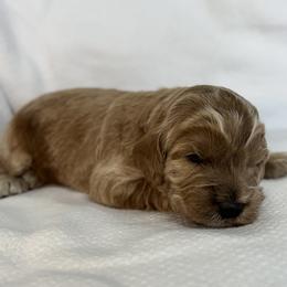 Girl 1 - female Australian Labradoodle puppy in Austin, Texas from AussieTex Labradoodles