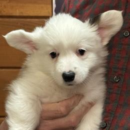 Nora - White and red female Pembroke Welsh Corgi puppy in Lima, New York from Hickory Springs Corgis