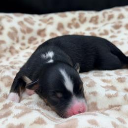 Girl 2 - Black tri female Miniature Australian Shepherd puppy in Arcadia, Indiana from Sunset Cowgirl Mini Aussies