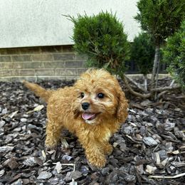 Gem - Red female Cavapoo puppy in Rio Linda, California from VitPom Puppies