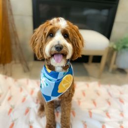 Thumper - Goldendoodle