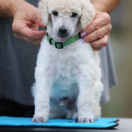 Chinese Crested and Poodle Puppies from Sommer Standards & Chinese Cresteds
