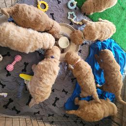 Goldendoodle Puppies from 3 Willows Goldendoodles