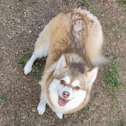 Mocha - Pomsky