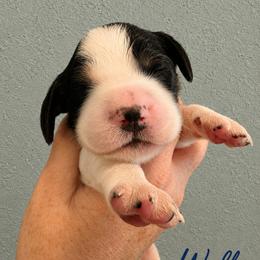 Wolf - Black white and tan male English Springer Spaniel puppy in Fort White, Florida from Thunderbird Springers